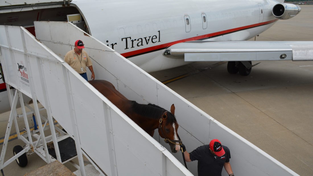 Transporting horses by airplane
