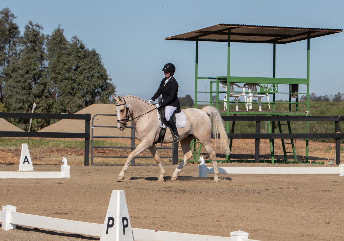 Palomino Warmblood for sale
