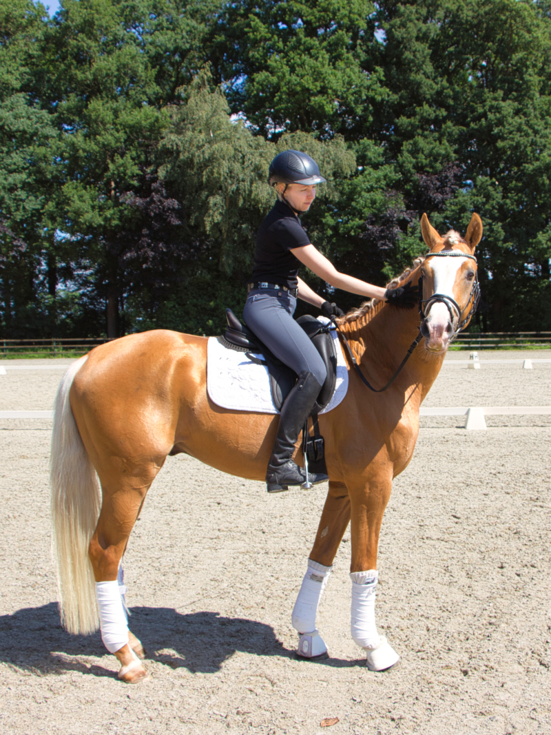 Palomino Warmblood for sale in Germany