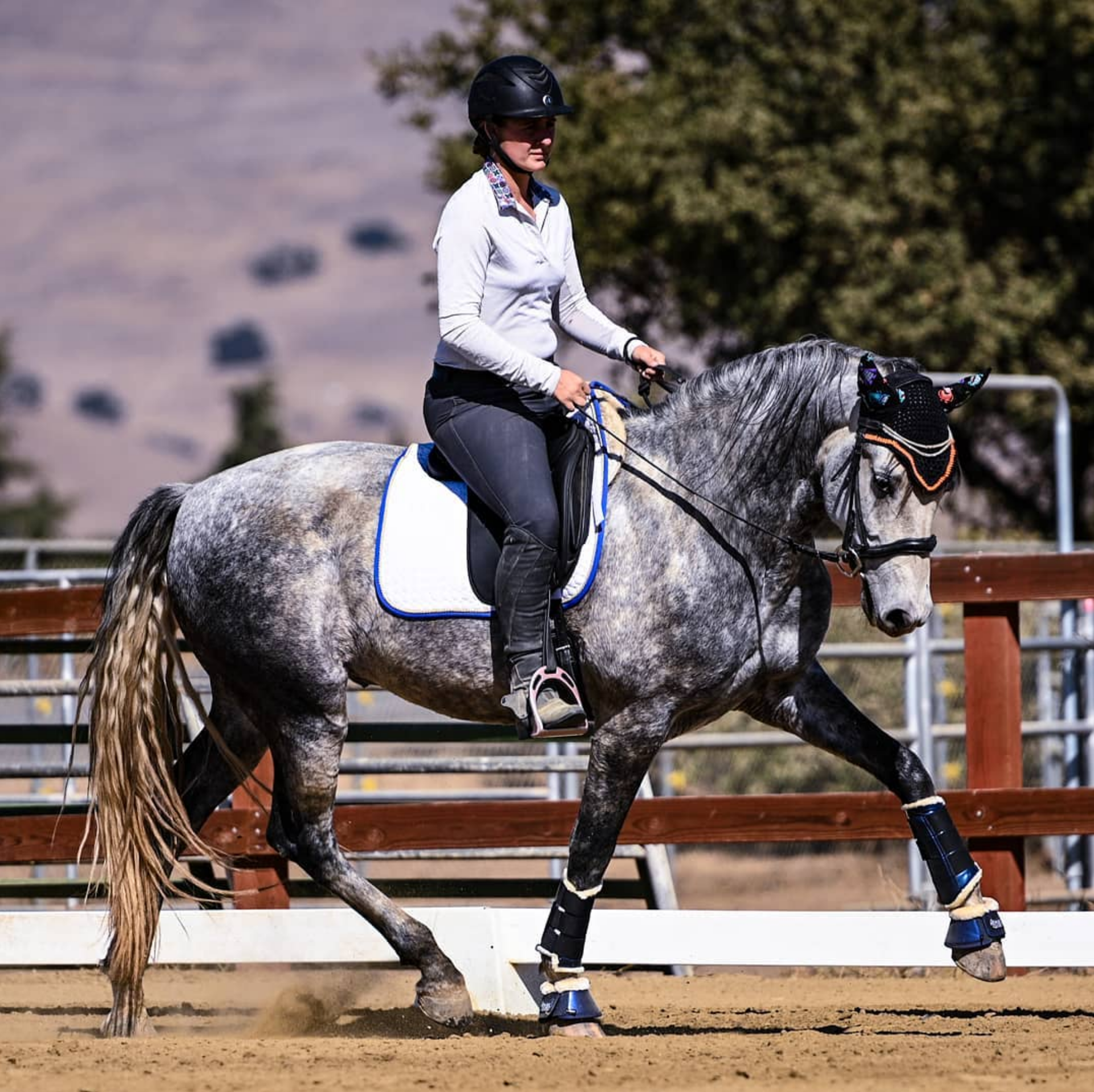 Dressage andalusian for sale california