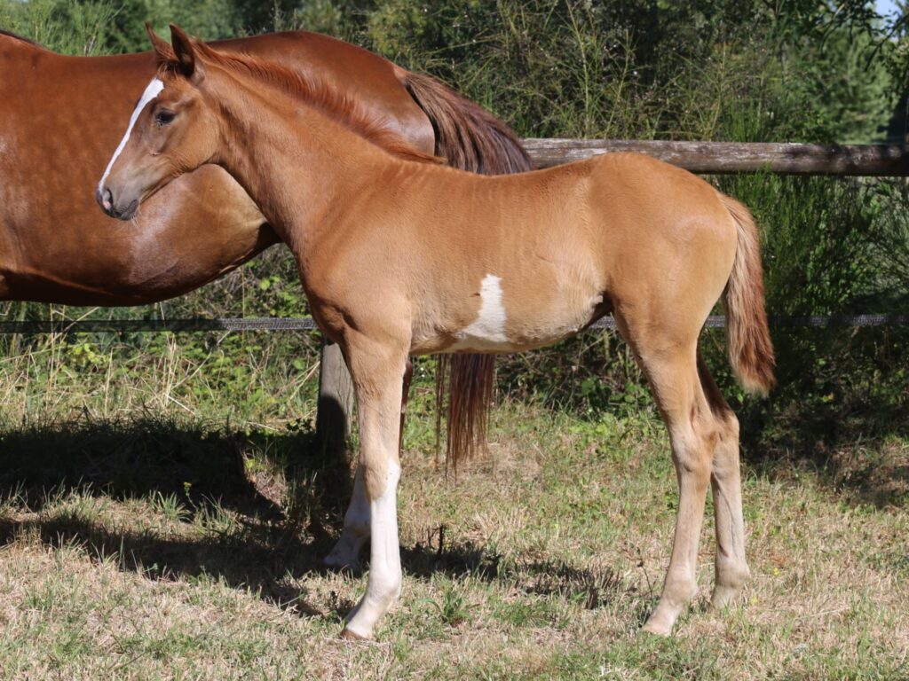 Chestnut filly for sale in Switzerland top bloodlines for dressage or jumping