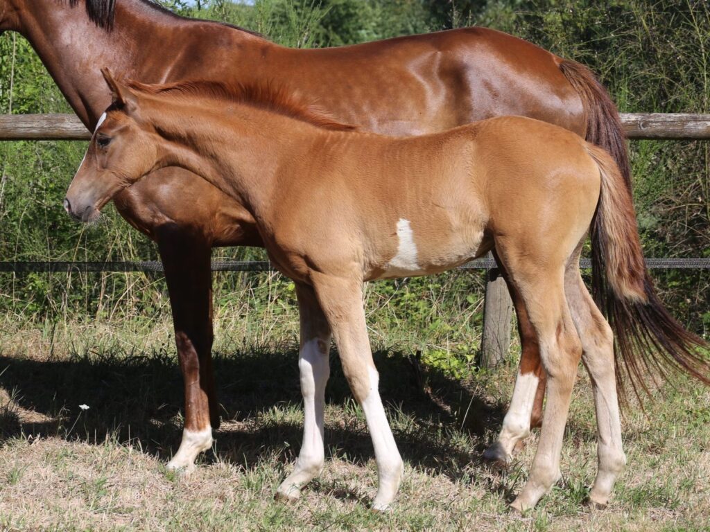 Sir Charlie Chaplin x Johnson foal for sale. Chestnut with high whites and belly spots